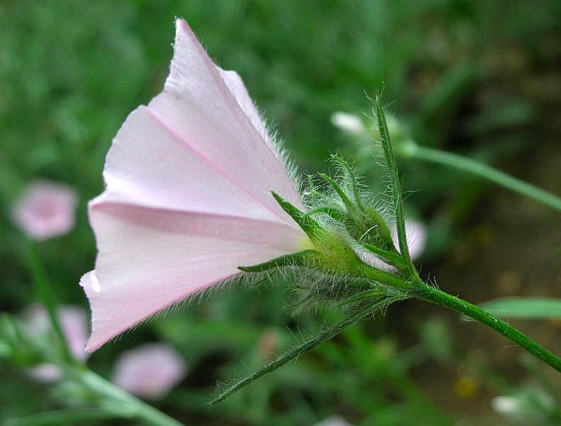 Convolvulus cantabrica / Vilucchio bicchierino